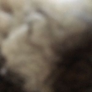 Meet your Posher, Dina